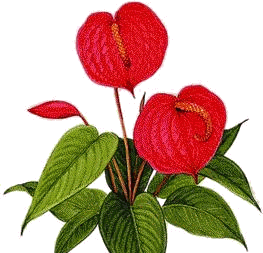 Anthurium scherzerianum